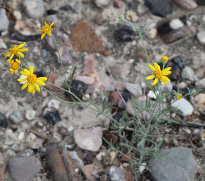 Image de Picradeniopsis schaffneri (S. Watson) B. G. Baldwin