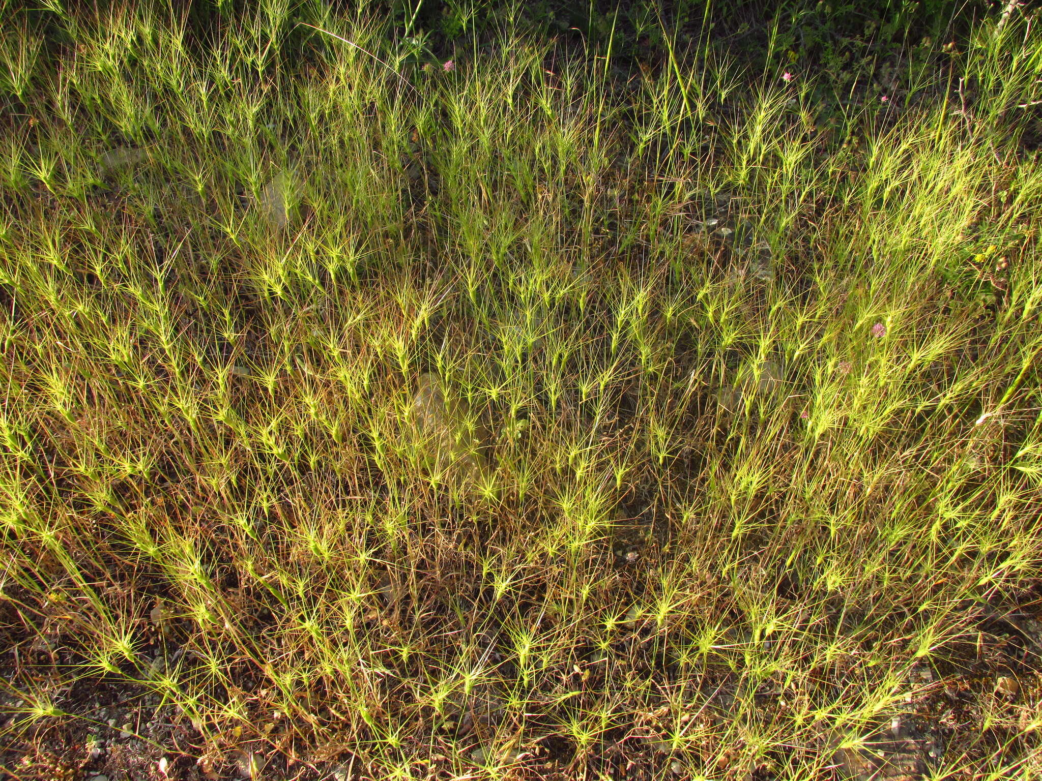 Image of Lorent's goatgrass
