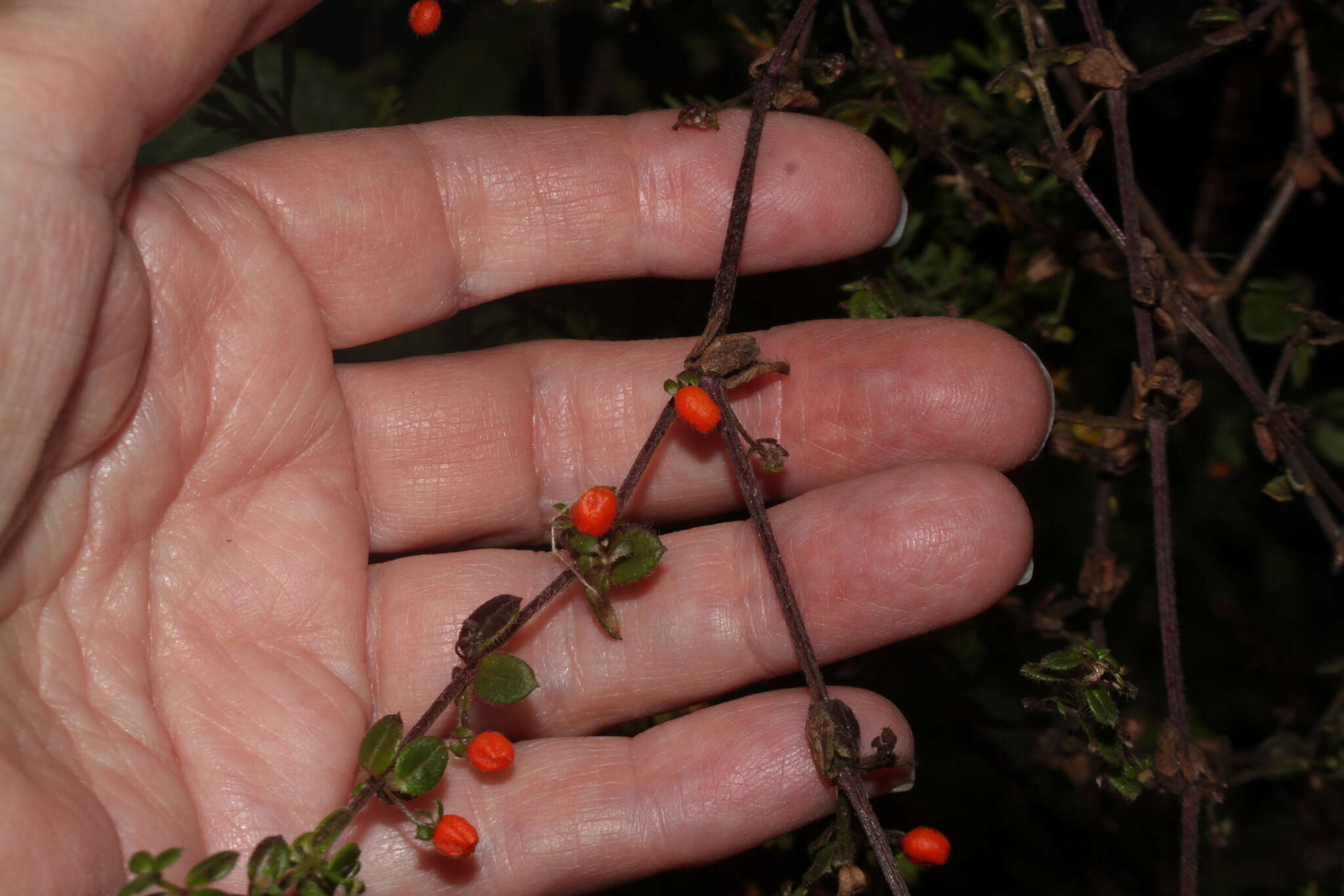 Image of Galium hypocarpium (L.) Endl. ex Griseb.