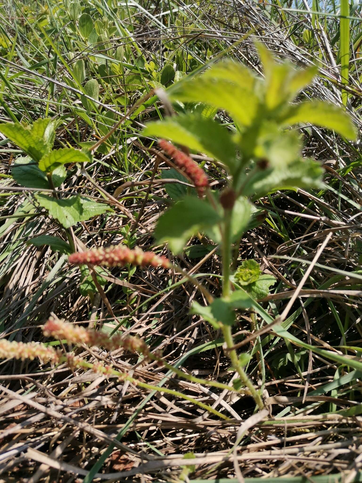 Image de Acalypha caperonioides Baill.