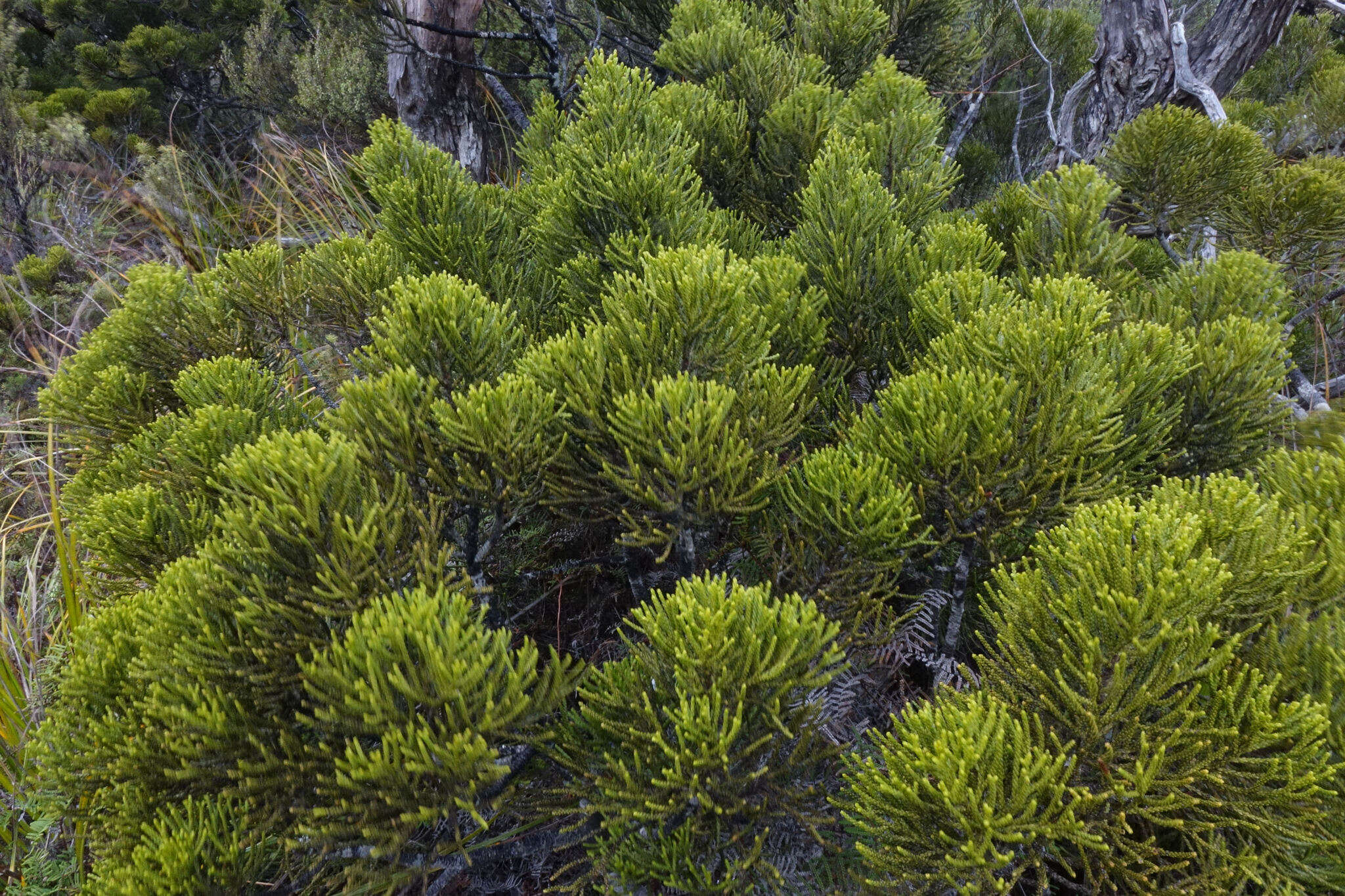 Image of Alpine Tarwood