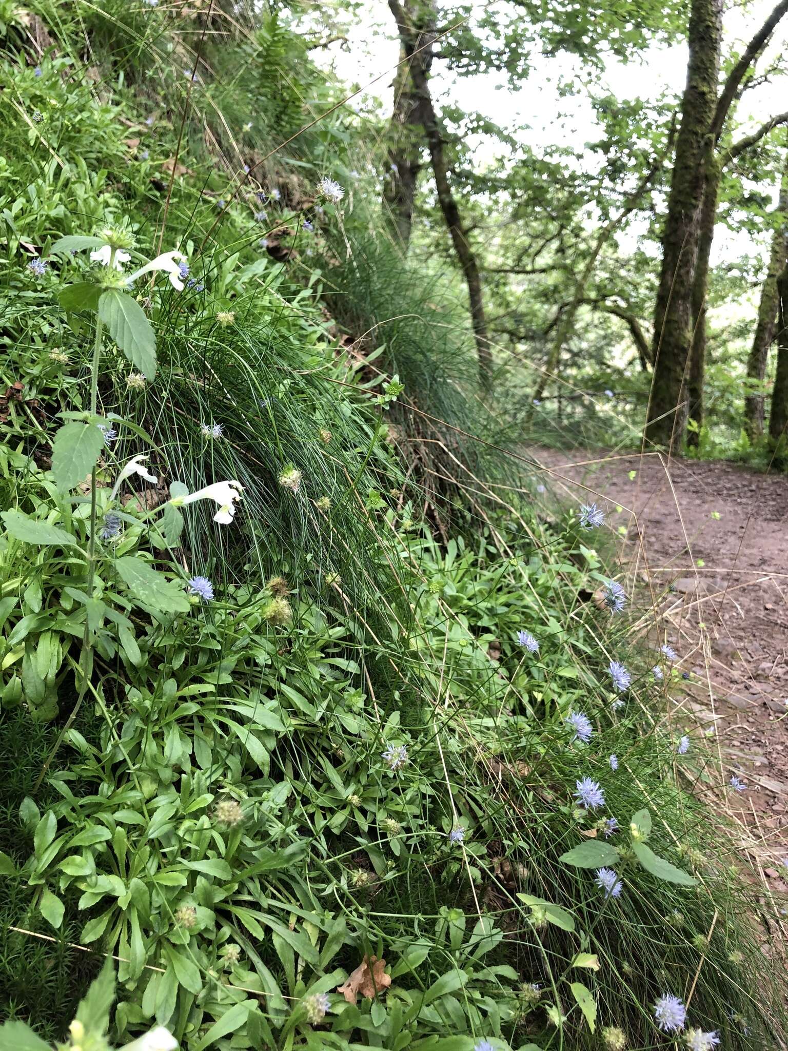 Image of Downy Hemp-nettle