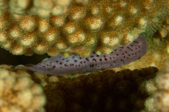 Image of Coral crouchers