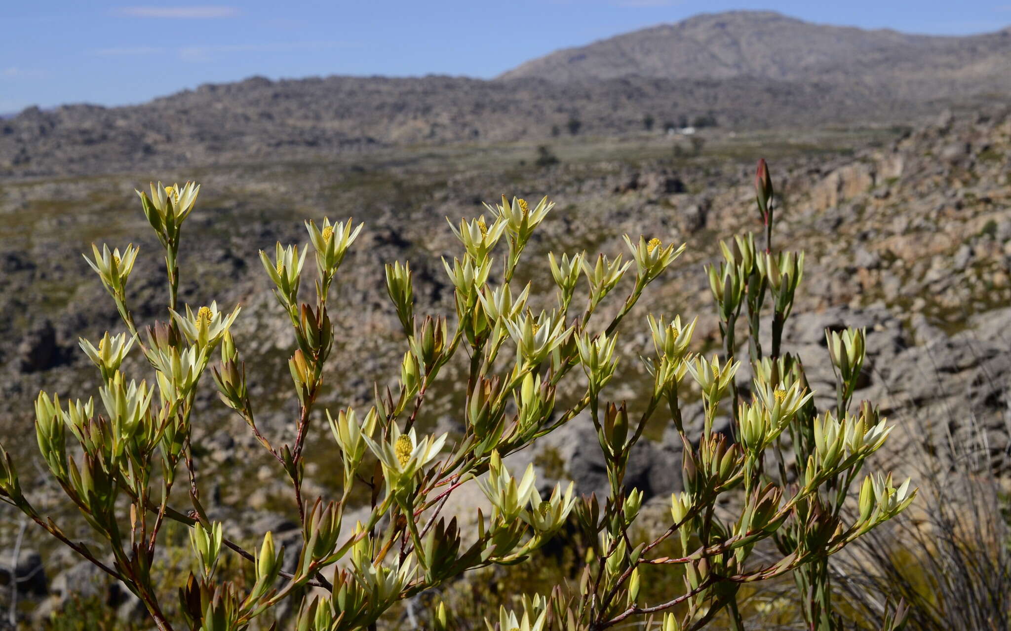 Image of Leucadendron diemontianum I. J. M. Williams