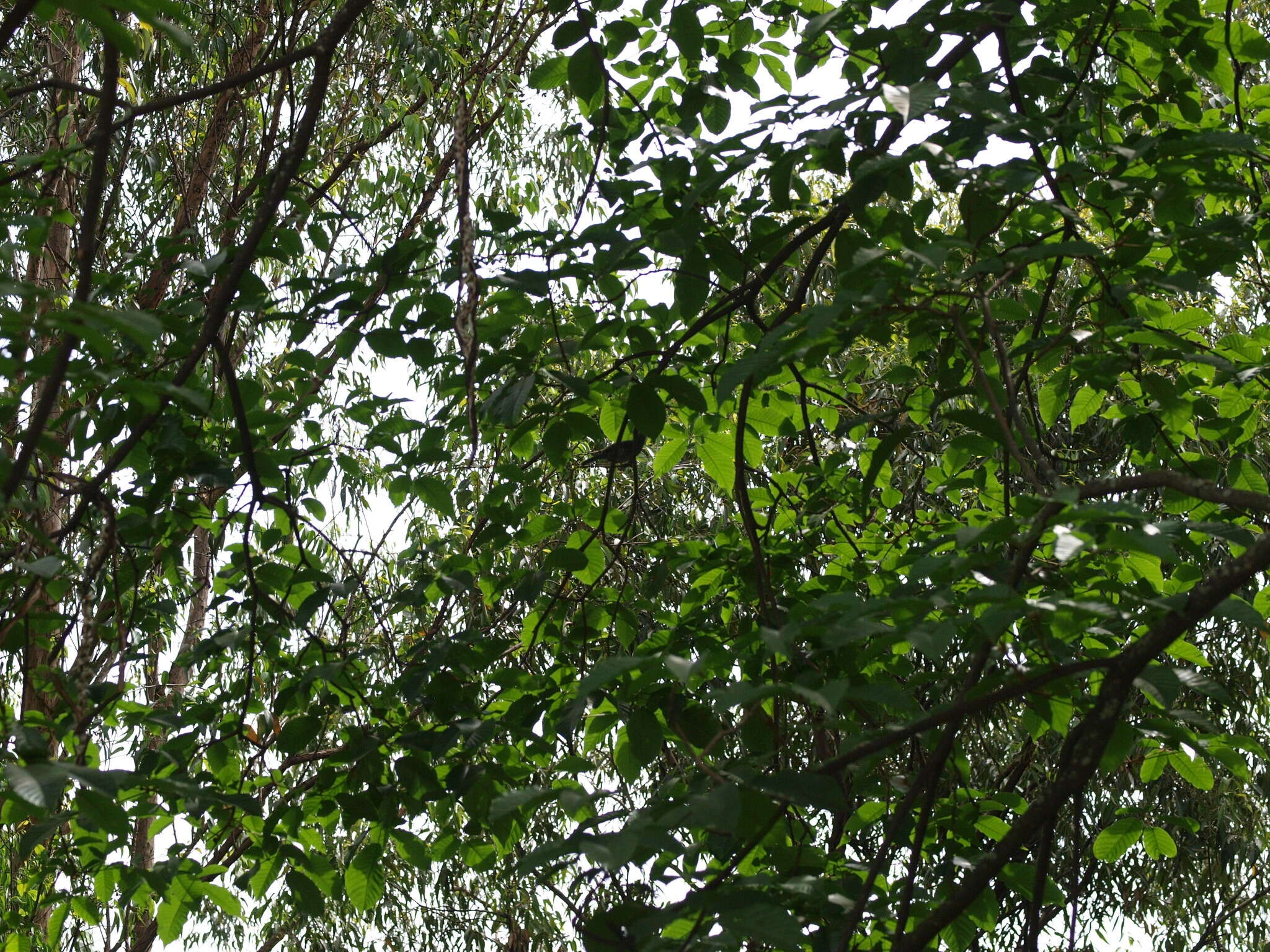 Image of Bar-crested Antshrike