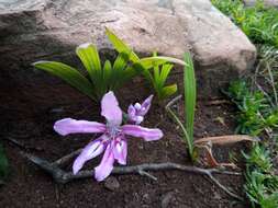 Image of Babiana nana subsp. maculata (Klatt) Goldblatt & J. C. Manning