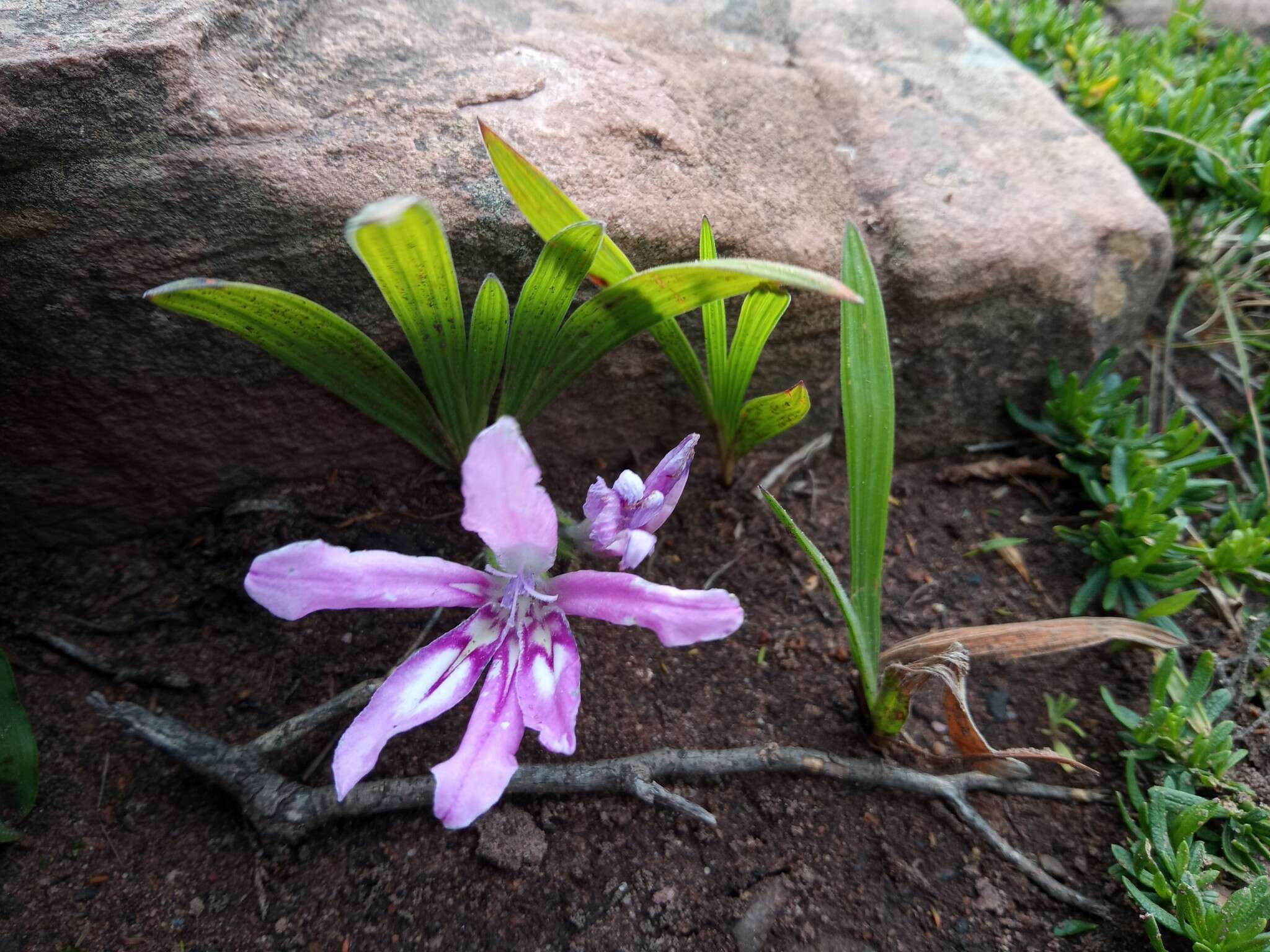 Image of Babiana nana subsp. maculata (Klatt) Goldblatt & J. C. Manning