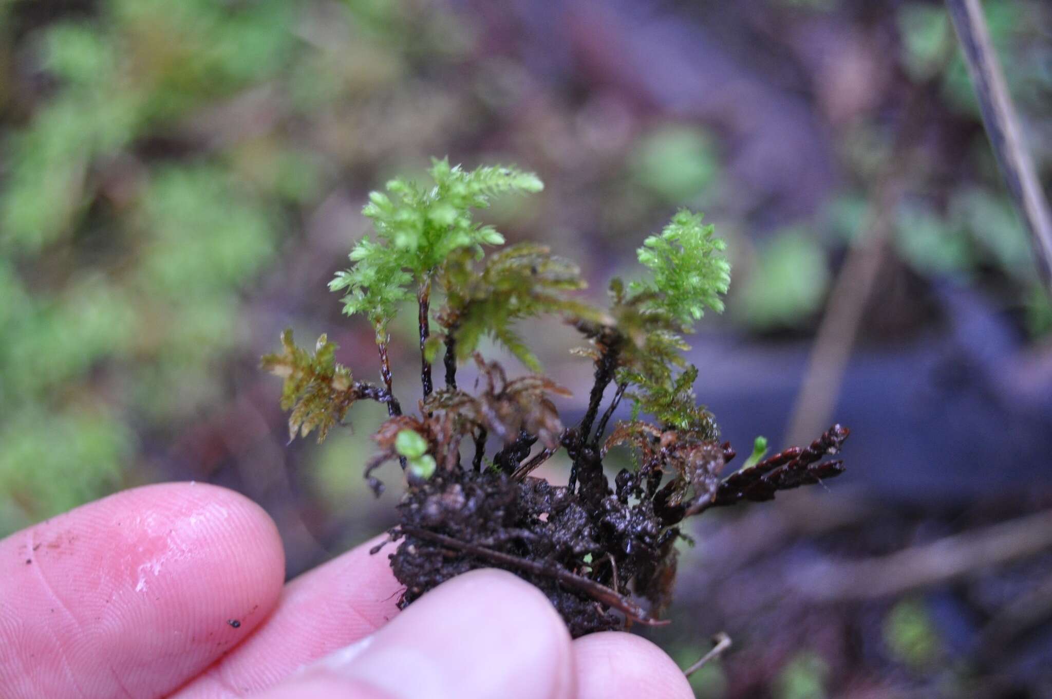 Image of leucolepis umbrella moss