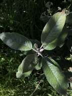 Image of Ageratina asclepiadea (L. fil.) R. King & H. Rob.