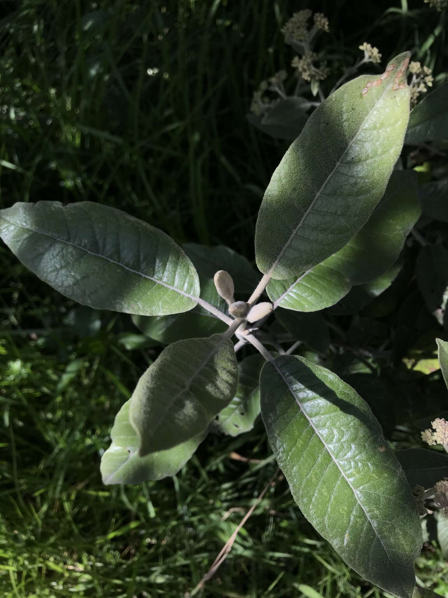 Image of Ageratina asclepiadea (L. fil.) R. King & H. Rob.