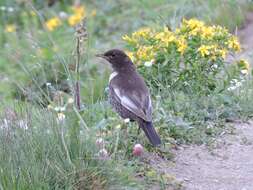 Image of Ring Ouzel