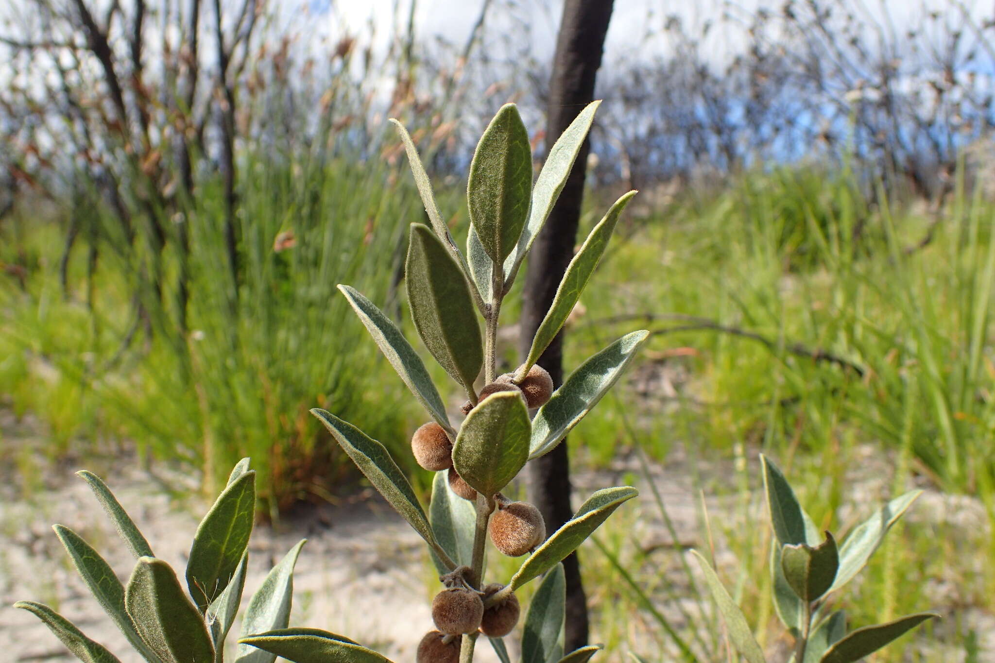 Image of Euclea polyandra (L. fil.) E. Mey. ex Hiern