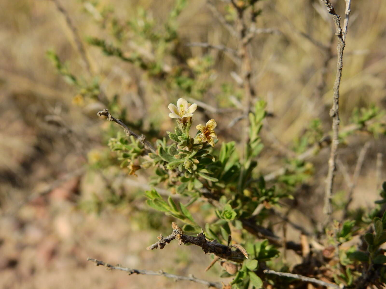 Image of Lycium chilense var. confertifolium (Miers) F. A. Barkley