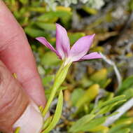 Image of Chironia decumbens Levyns