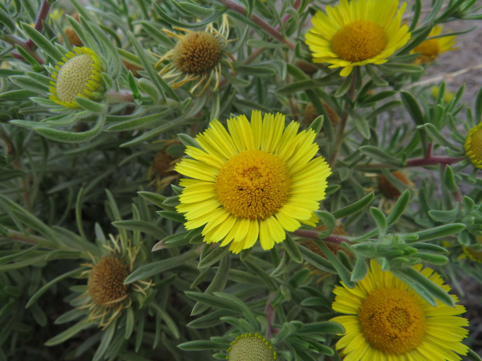 Image of Asteriscus graveolens subsp. odorus (Schousb.) W. Greuter