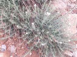 Image of Achillea falcata L.