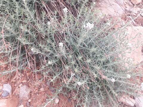 Слика од Achillea falcata L.