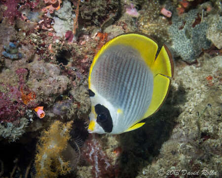 Image of Bantayan Butterflyfish