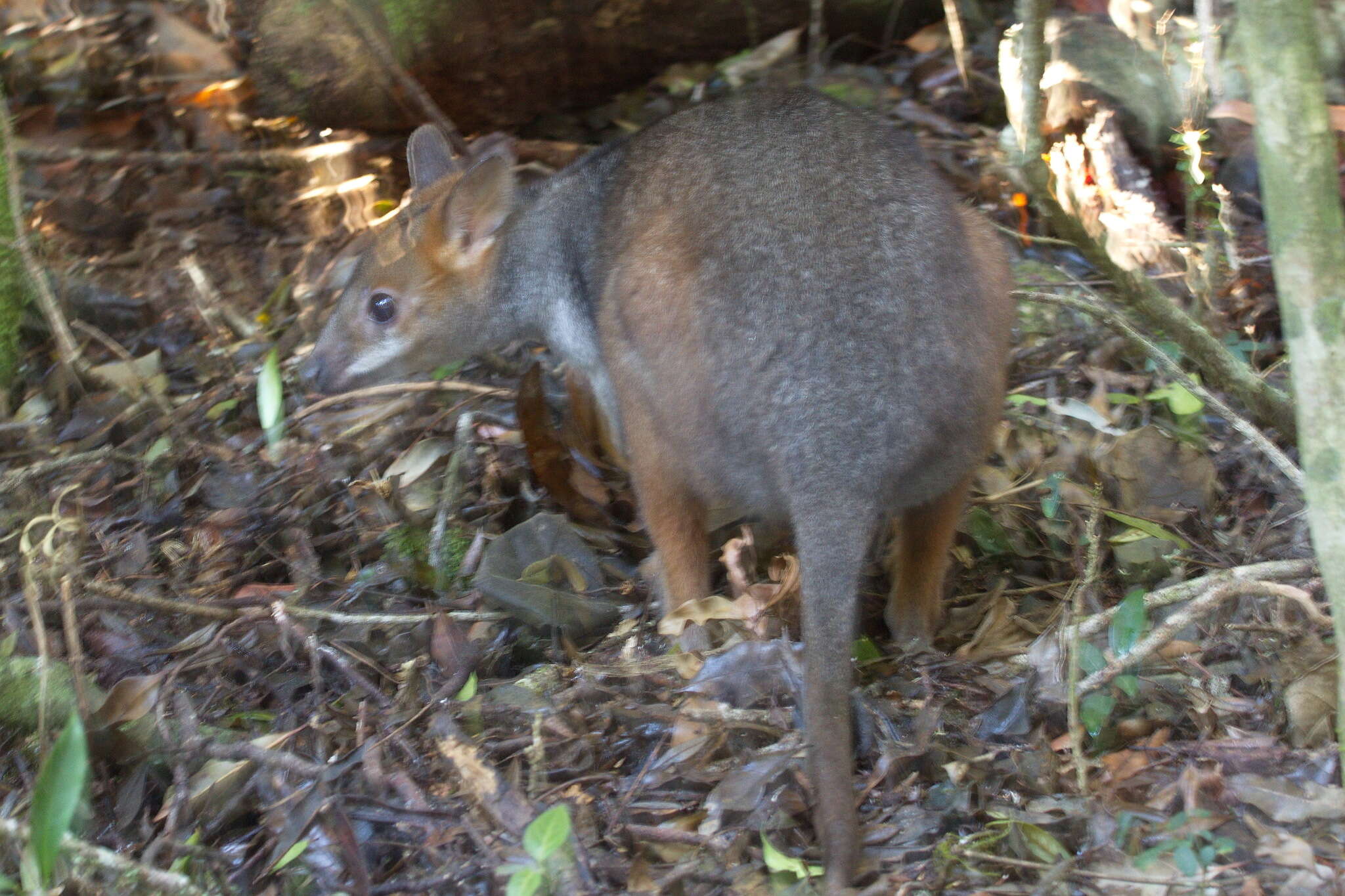 Image of Red-legged Pademelon