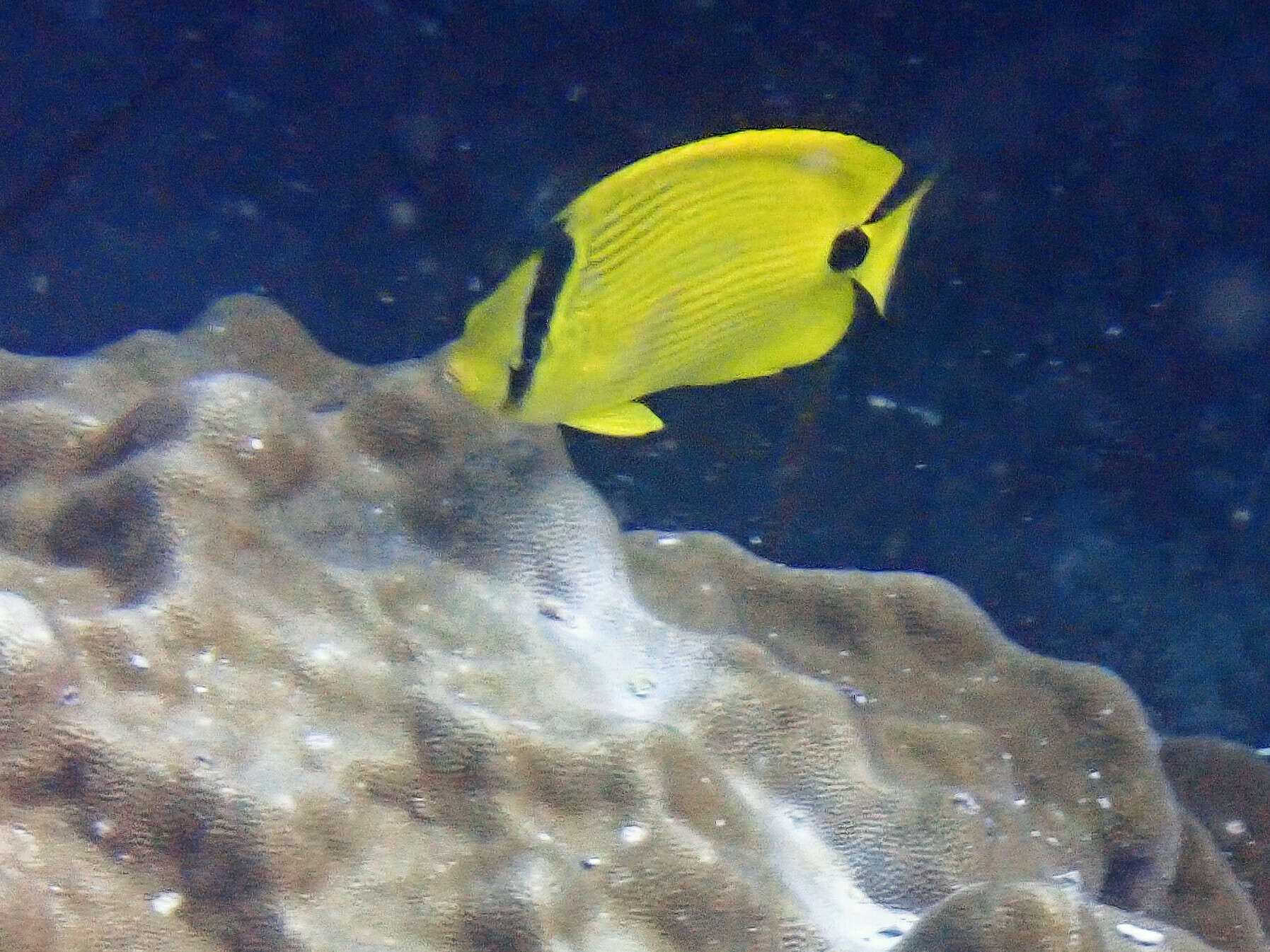 Image of Yellow Butterflyfish