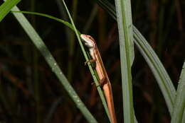 Image of Takydromus viridipunctatus Lue & Lin 2008