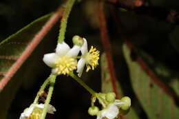 Image of Saurauia oreophila Hemsl.
