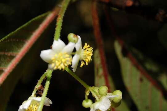 Image de Saurauia oreophila Hemsl.