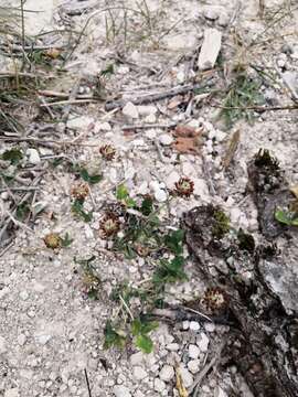 Image of Trifolium fragiferum subsp. bonannii (C. Presl) Sojak