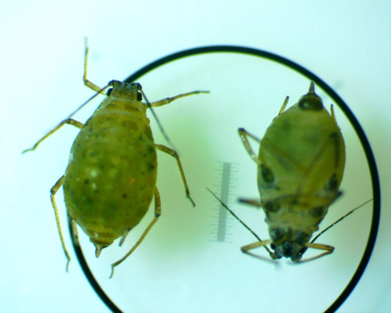 Image of Aphid