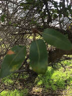 Image of interior live oak