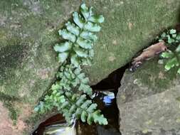 Image of Asplenium inaequilaterale Bory ex Willd.