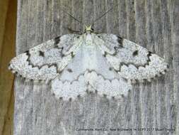 Image of False Hemlock Looper