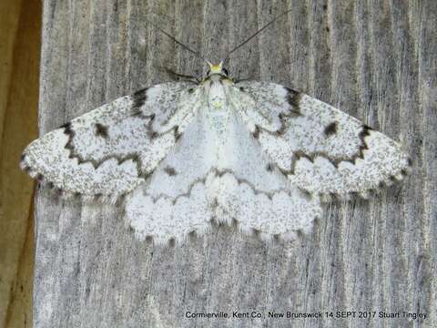 Image of False Hemlock Looper