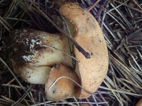 Plancia ëd Suillus occidentalis Thiers 1976