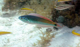 Image of Painted wrasse