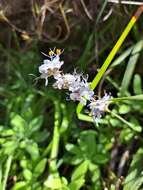 Image of Libertia sessiliflora (Poepp.) Skottsb.