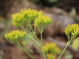 Kalanchoe leblanciae resmi