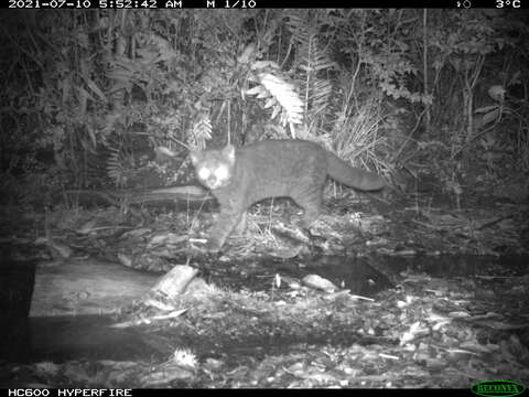 Image of Chilean cat