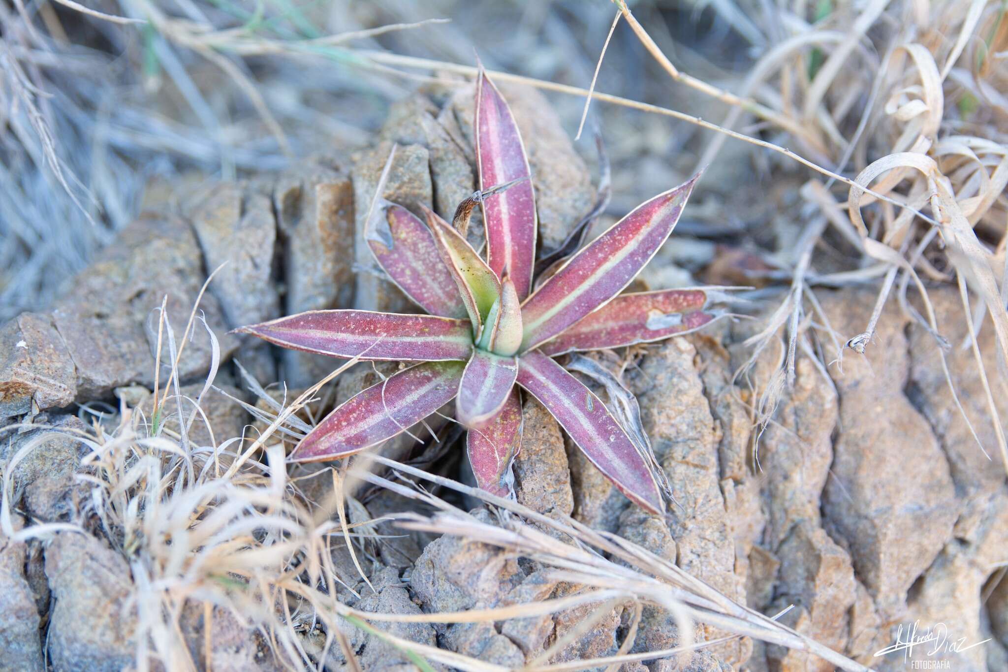 Image of Agave ortgiesiana (Baker) Trel.