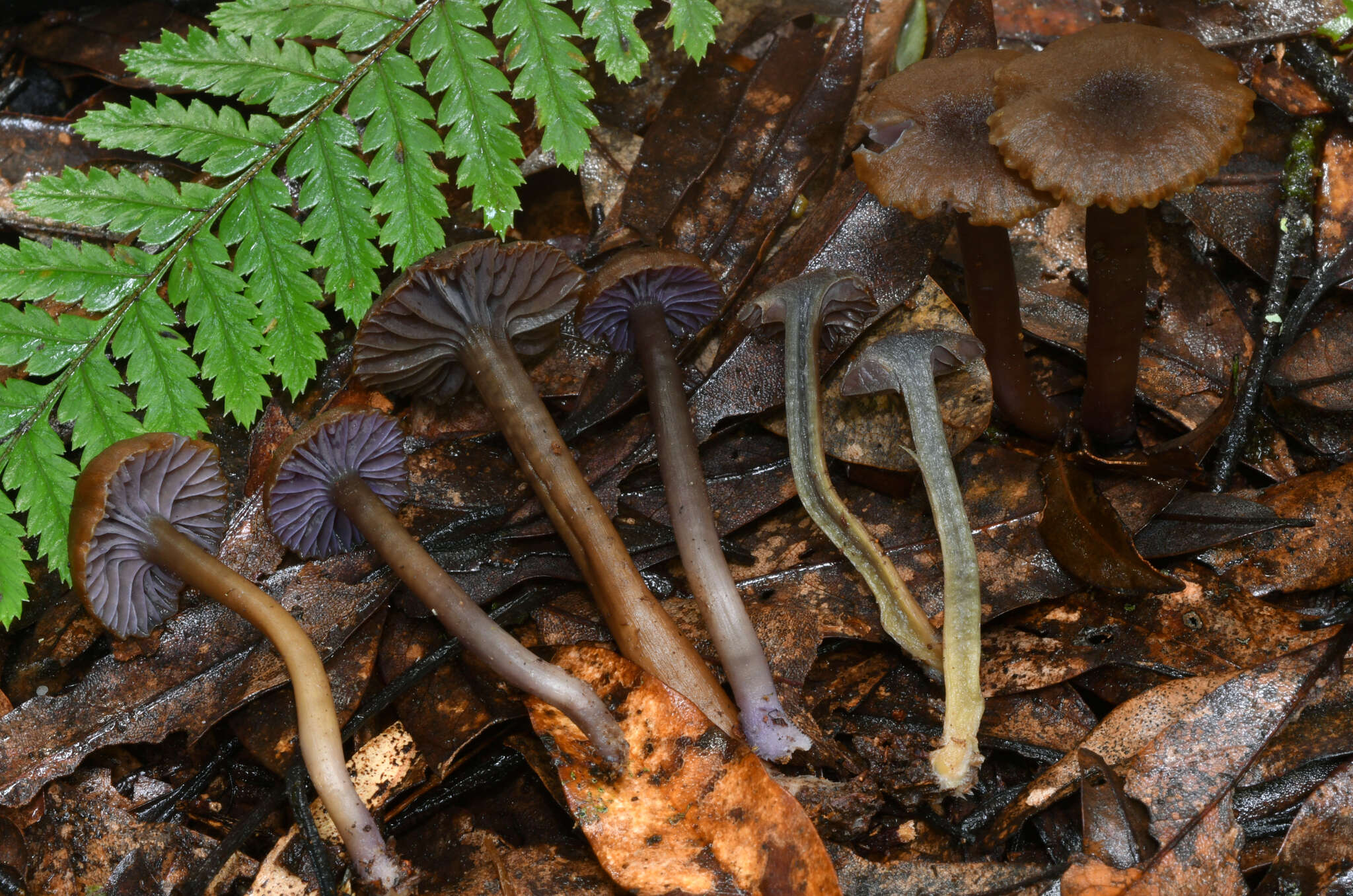 Image of Hygrocybe keithgeorgei (G. Stev.) E. Horak 1971