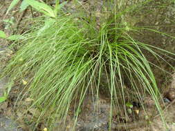 Image of prickly bog sedge