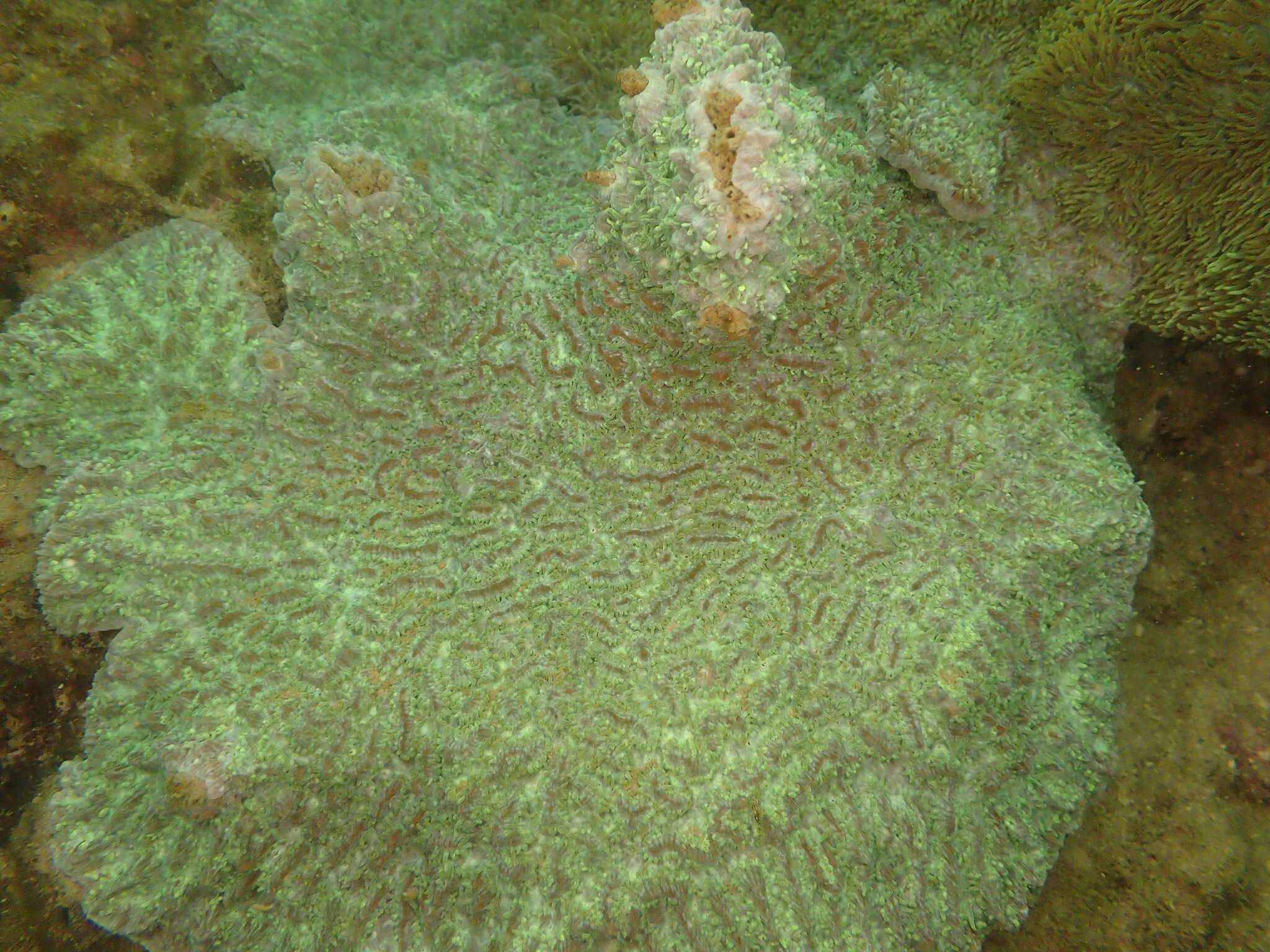 Image of Spine coral