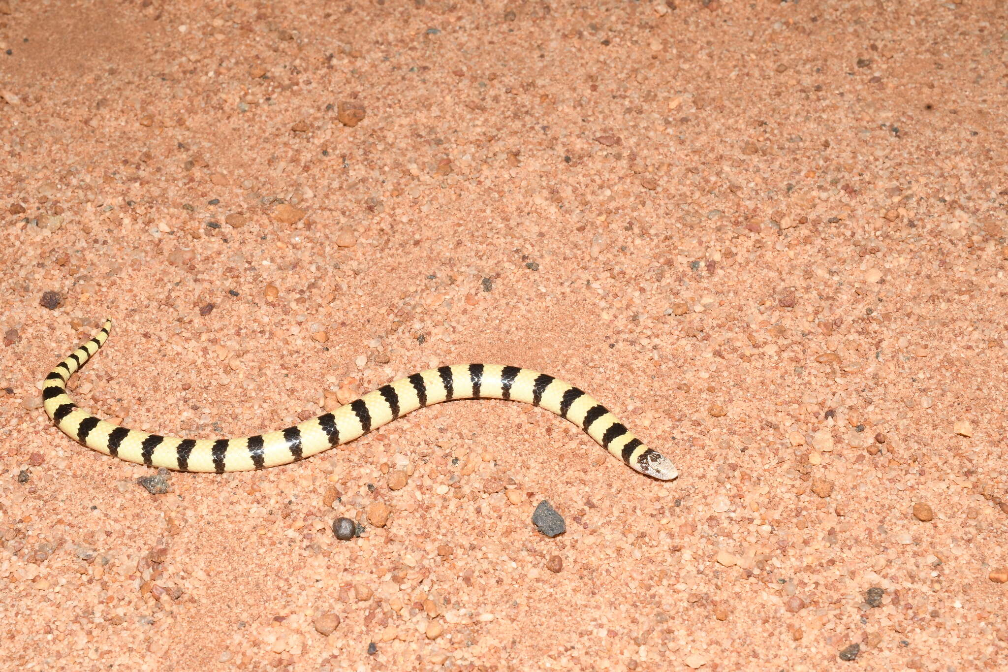 Image of Coastal Burrowing Snake