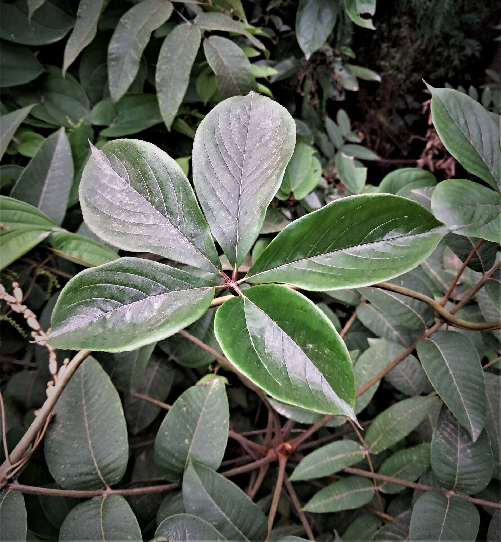 Image of fiveleaf yam