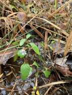 Image of Swamp Snakeherb