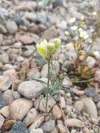 Plancia ëd Linaria buriatica Turcz.