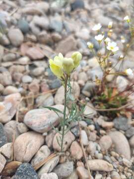 Image of Linaria buriatica Turcz.