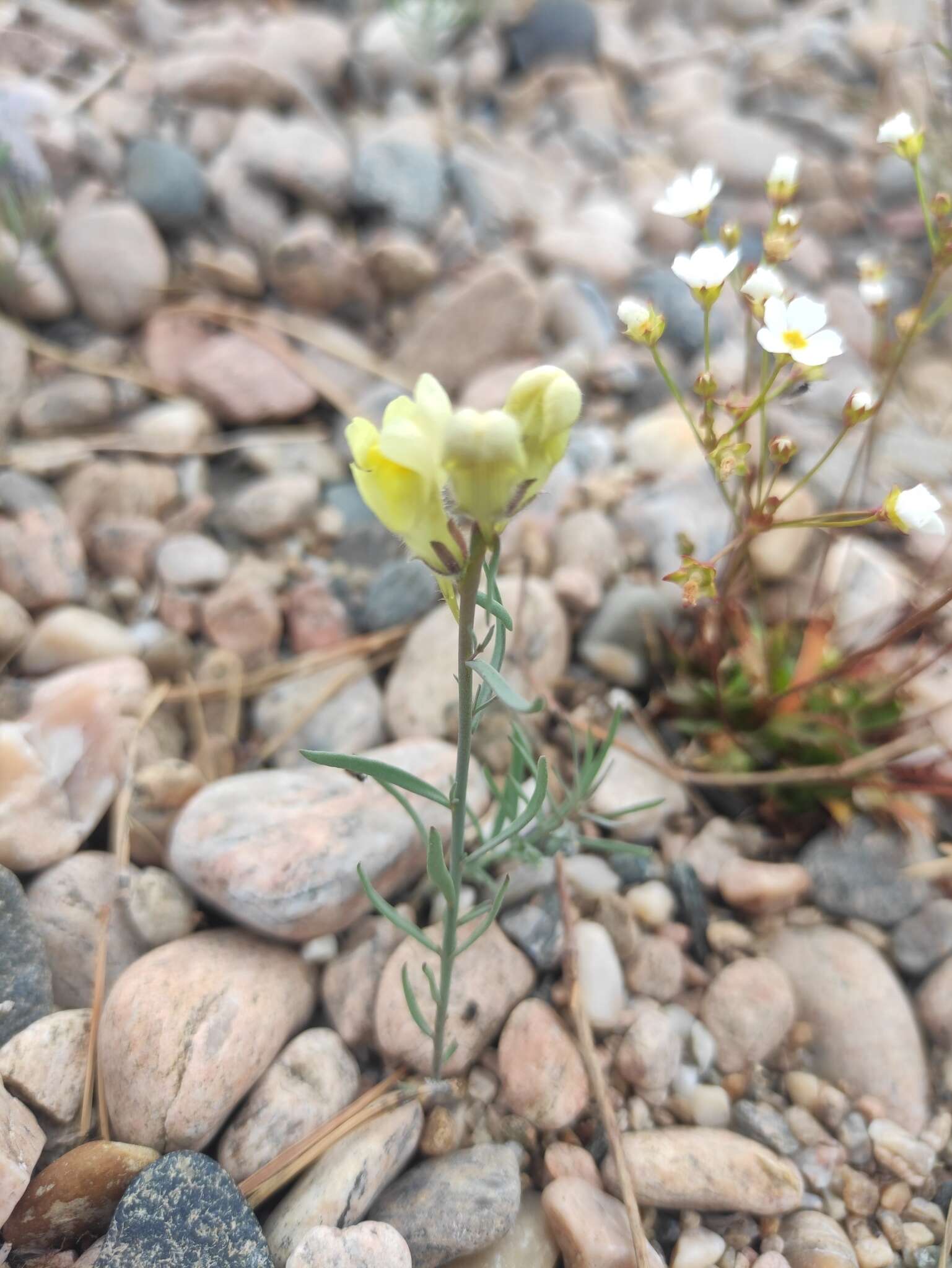 Plancia ëd Linaria buriatica Turcz.