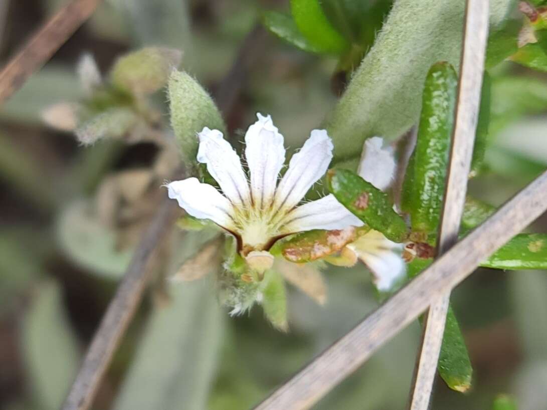 Imagem de Scaevola canescens Benth.