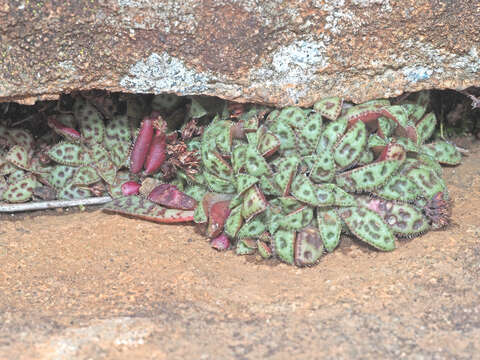 Crassula exilis subsp. cooperi (Regel) Tölken resmi